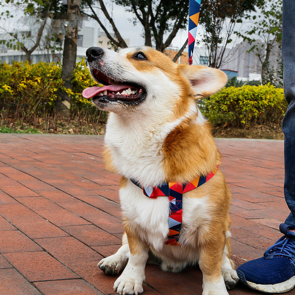 Adjustable Pet Leash And Collar Set