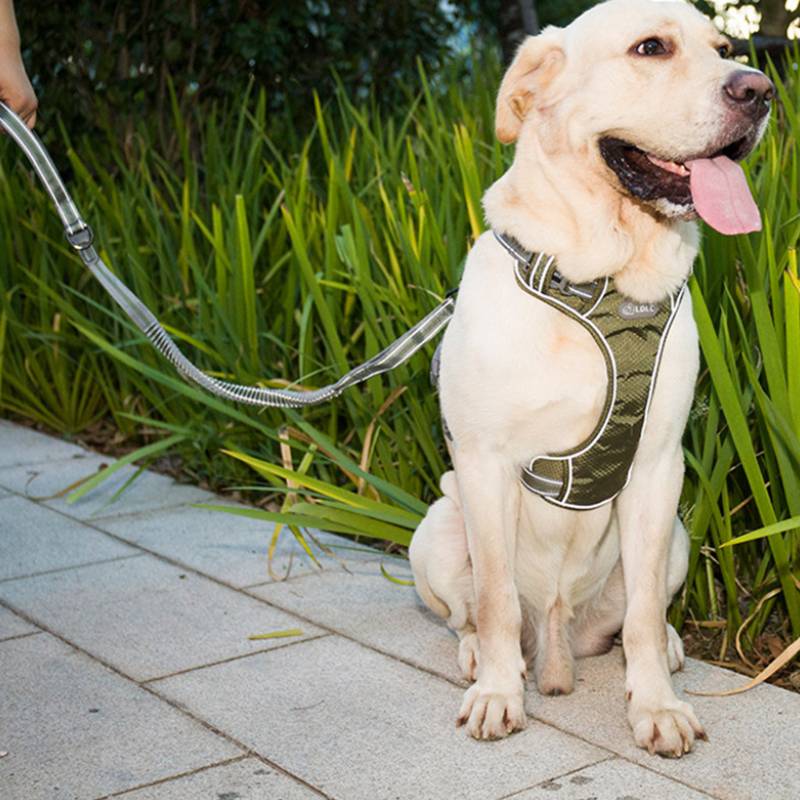 Fluorescent Elastic Retractable Pet Leash Durable Anti-Break Design