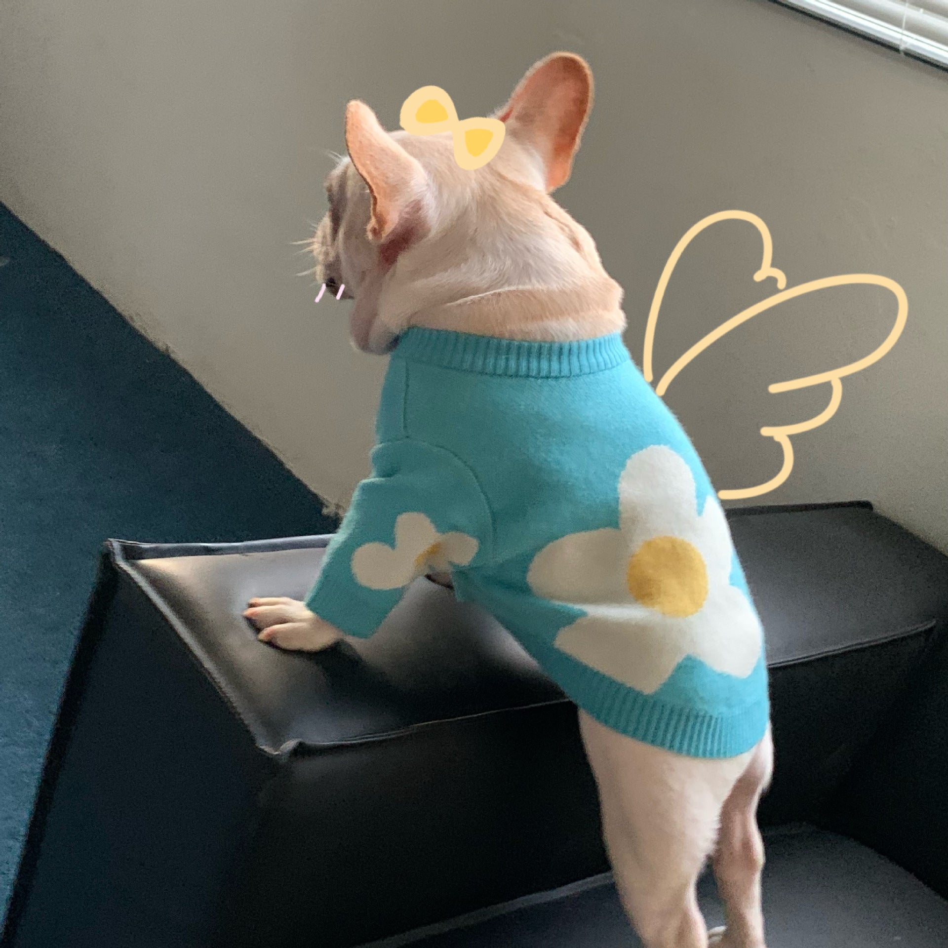 Pet Fashion Brand Protective Clothing Outfit For Pets