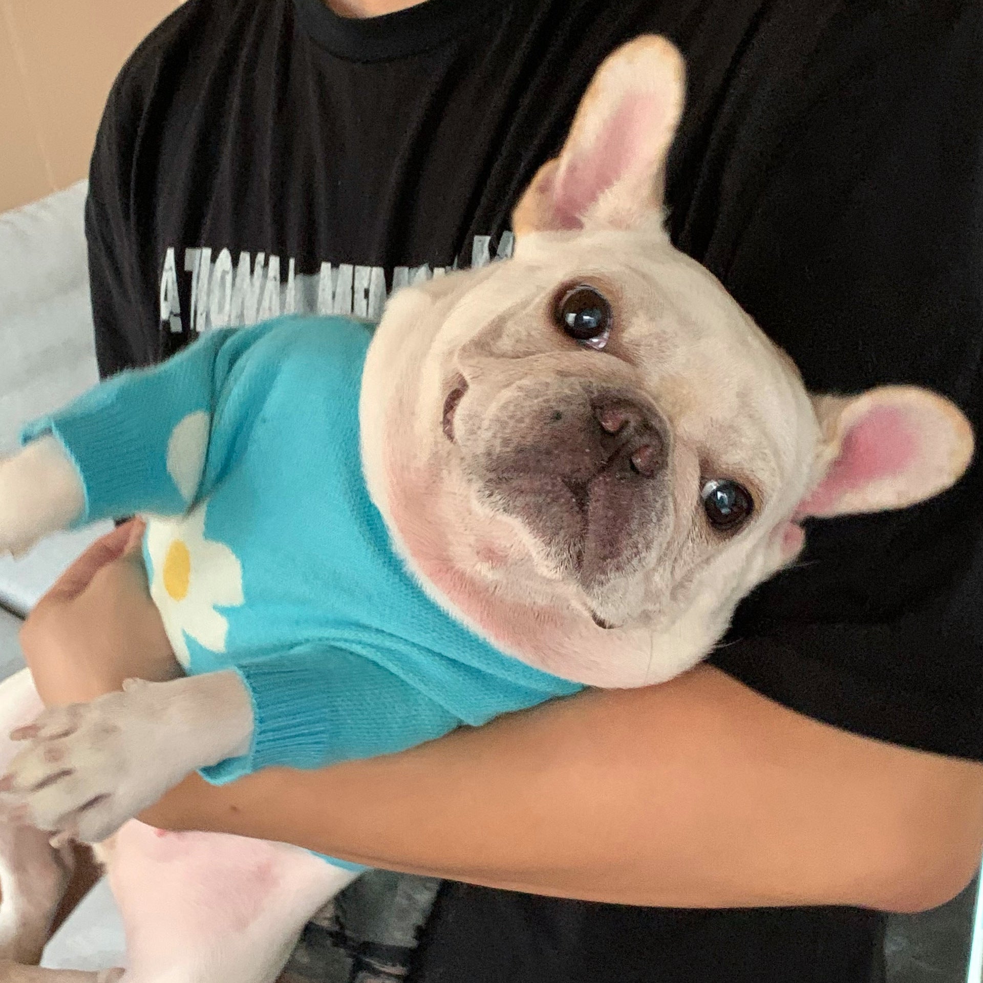 Pet Fashion Brand Protective Clothing Outfit For Pets