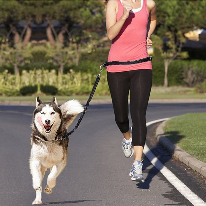 Adjustable Pet Harness And Jogging Leash Set