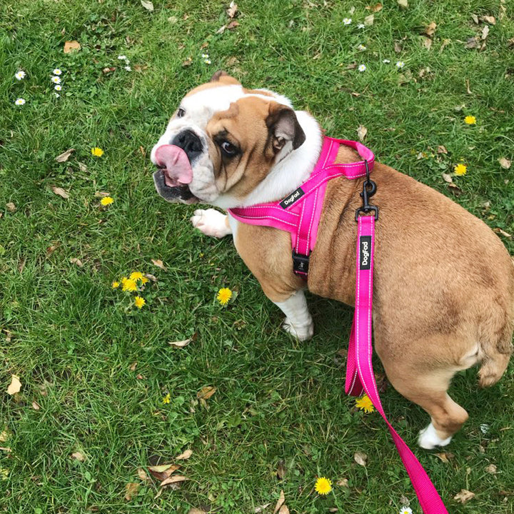 Pet Chest Strap Harness With Padded Lining And Leash