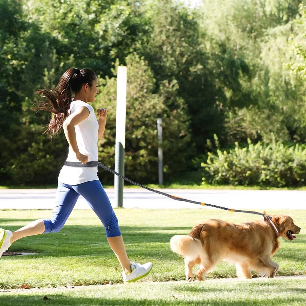 Adjustable Pet Harness And Jogging Leash Set
