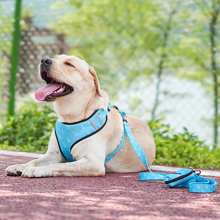 Pet Harness And Leash Set With Decorative Bow