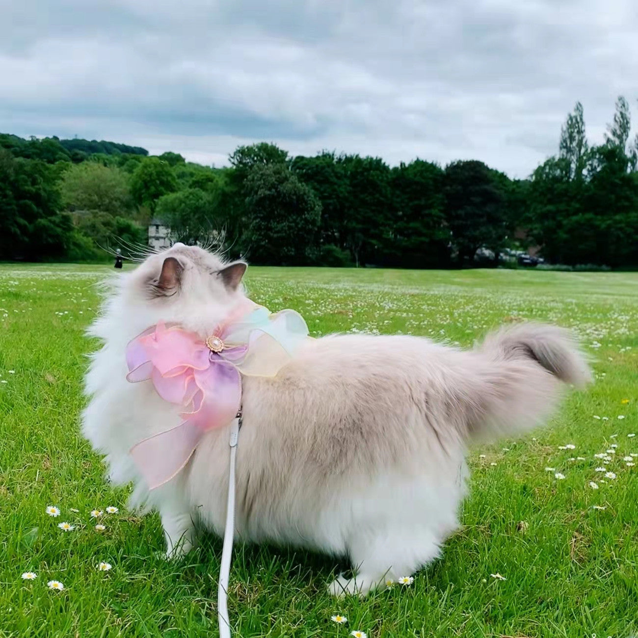 Butterfly Style Pet Leash Retractable Safety Breakaway Design