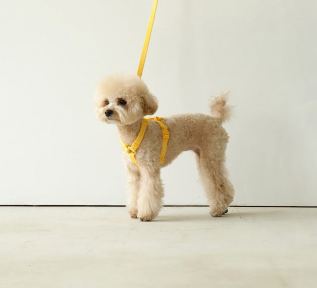 Macaron Style Pet Leash Lightweight Wind-Resistant Design
